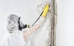 Mold Remediation for Vacation Homes in Kapolei, HI